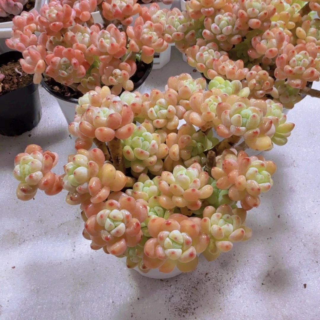 樱花罗琦十厘米盆超级美一颗