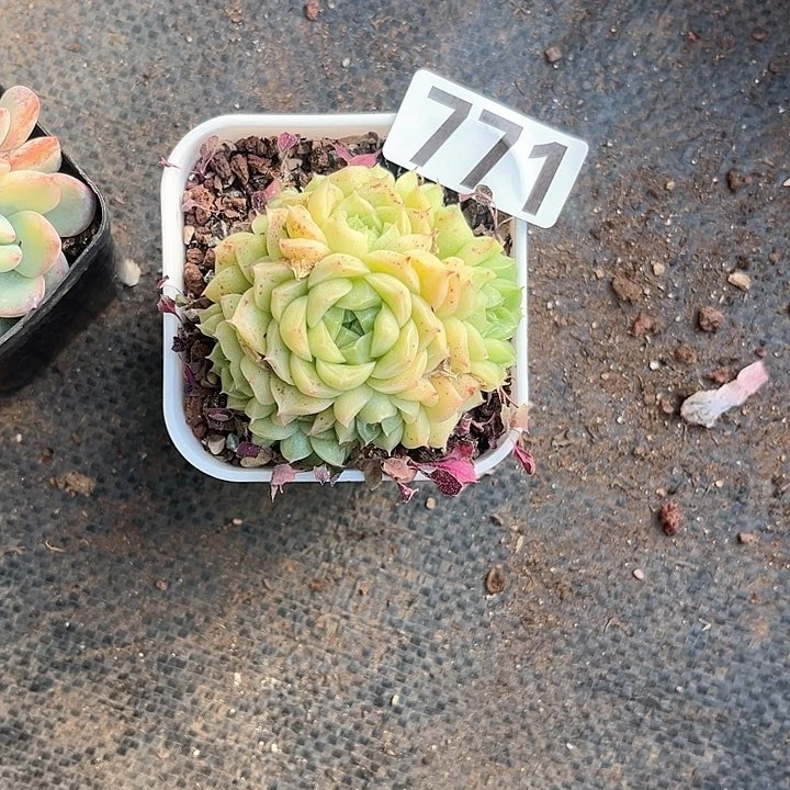 ?**柒多肉植物一物一拍