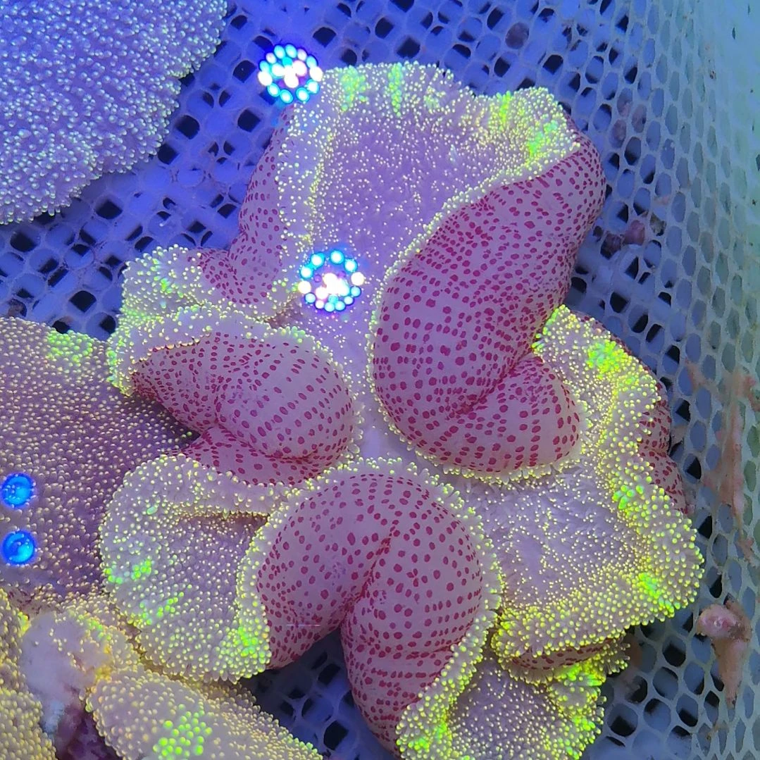 草皮珊瑚紫金地毯800