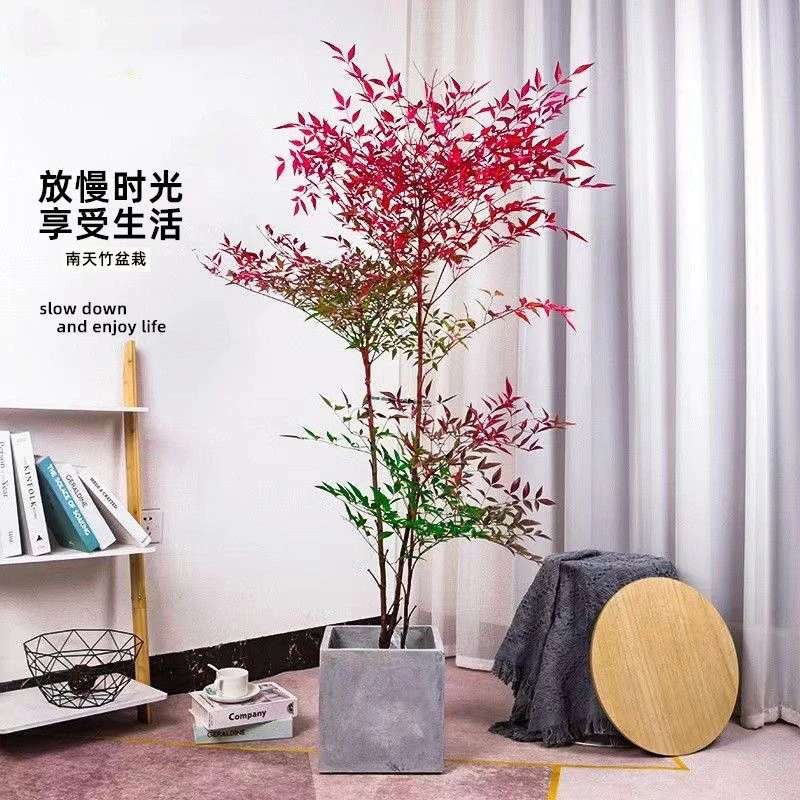 南天竹盆栽室内客厅老桩观叶植物绿化庭院阳台装饰天竺耐寒大盆景
