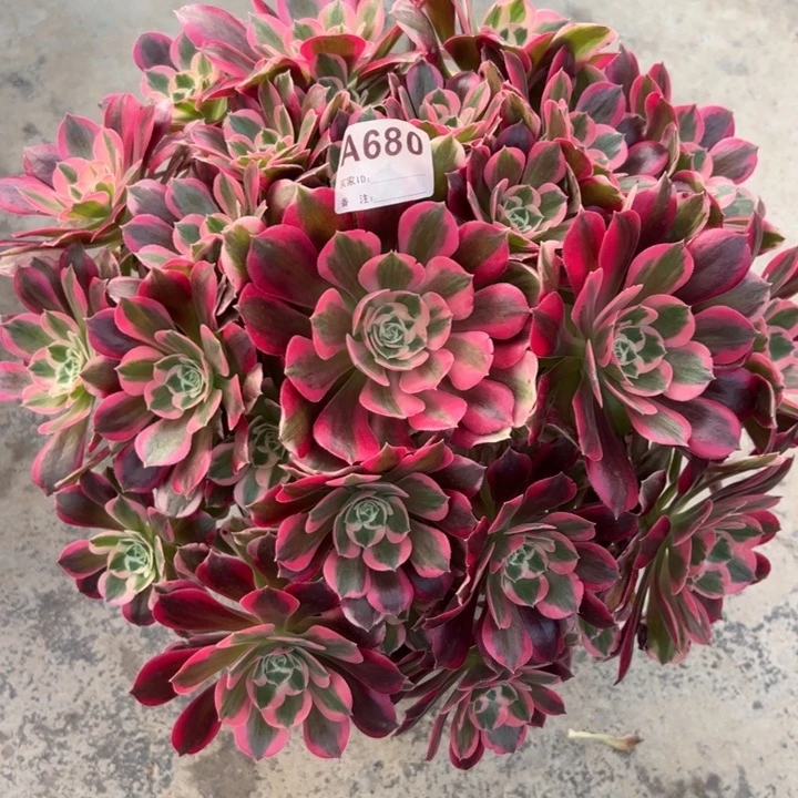 680妖月35厘米左右多肉