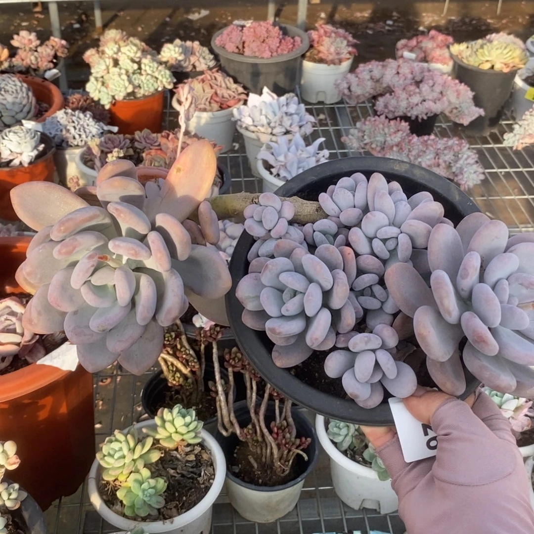 56268桃美人一物一拍