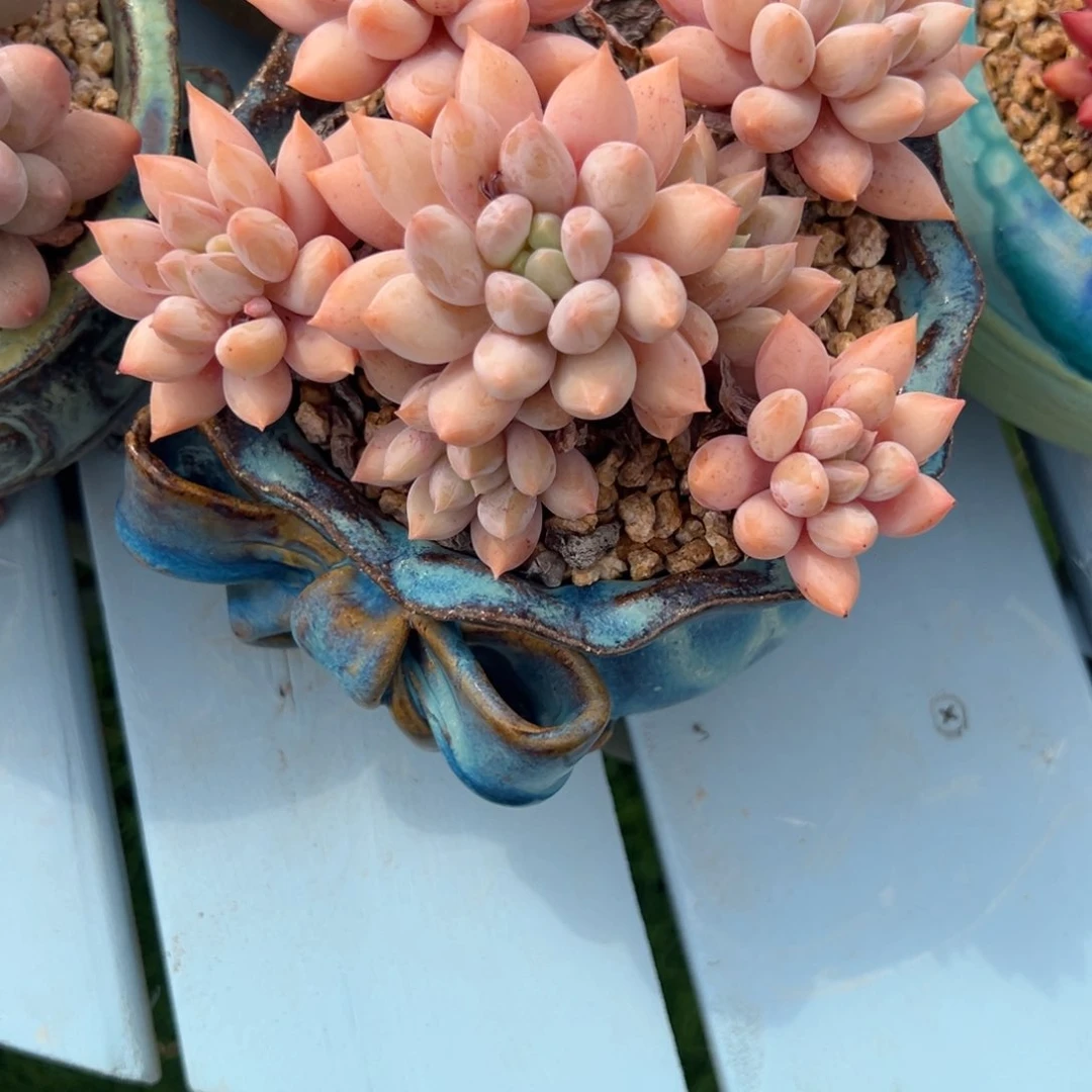 L****8所罗门一物一拍