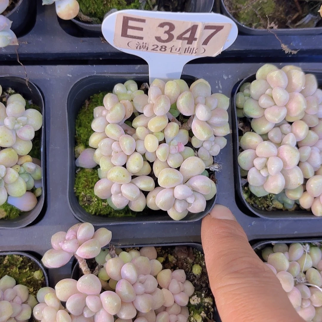 E357丸叶姬秋丽一物一拍