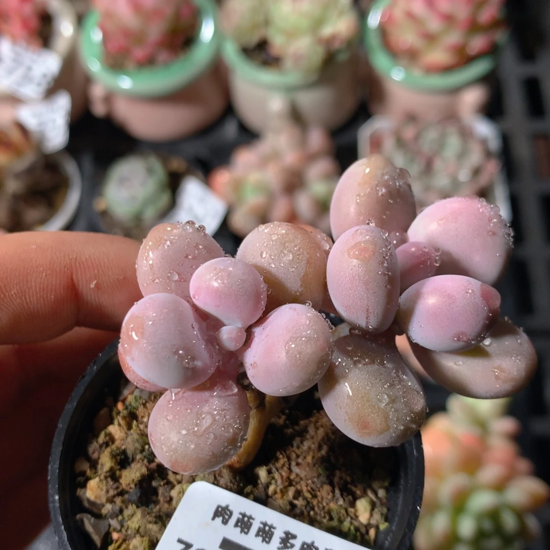 5CM拇指盆精控多肉ZC764