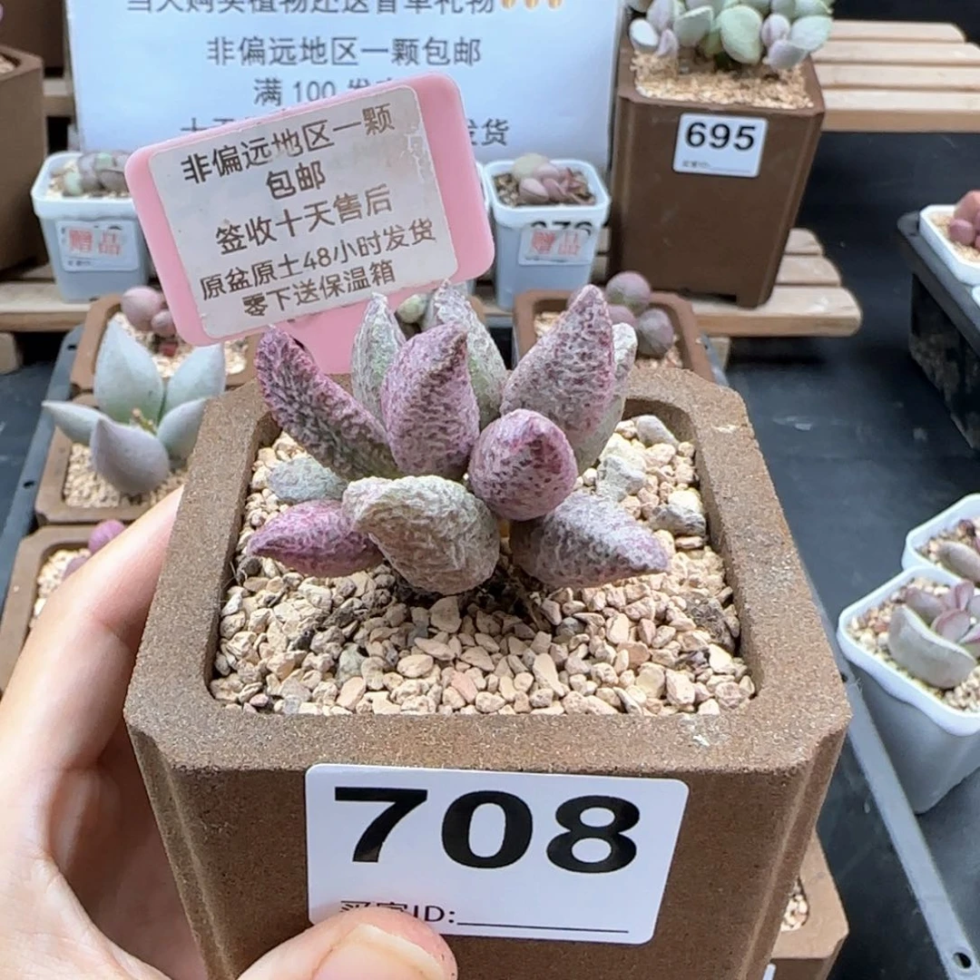 708融化纹猪肝多肉