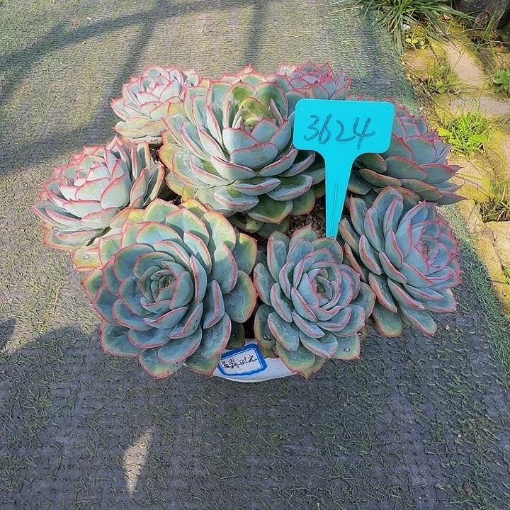 木***j3624上午多肉植物群生