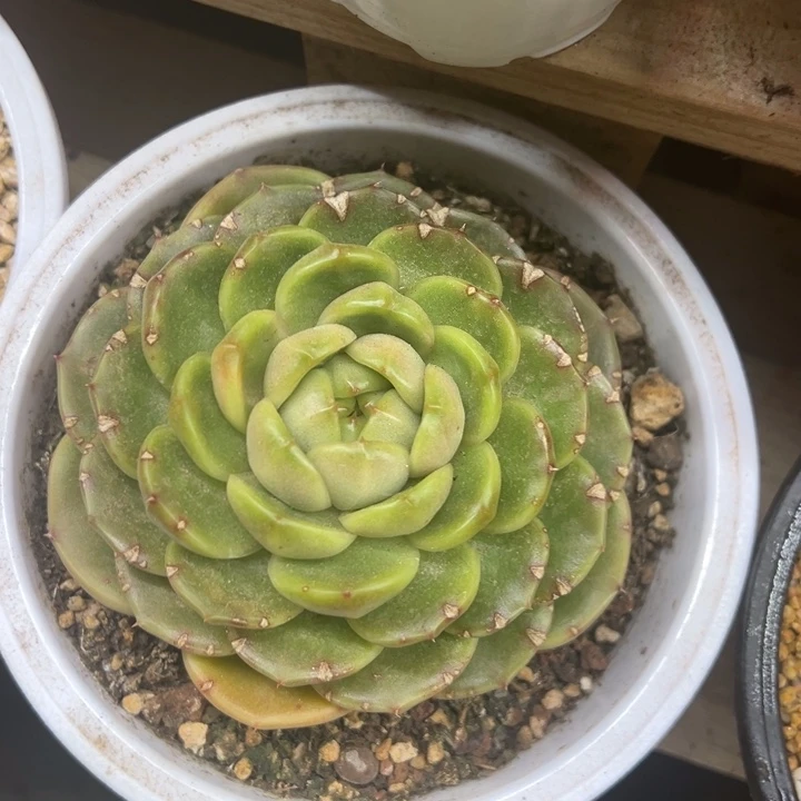 皮埃拉 单头 夏鸣园艺
