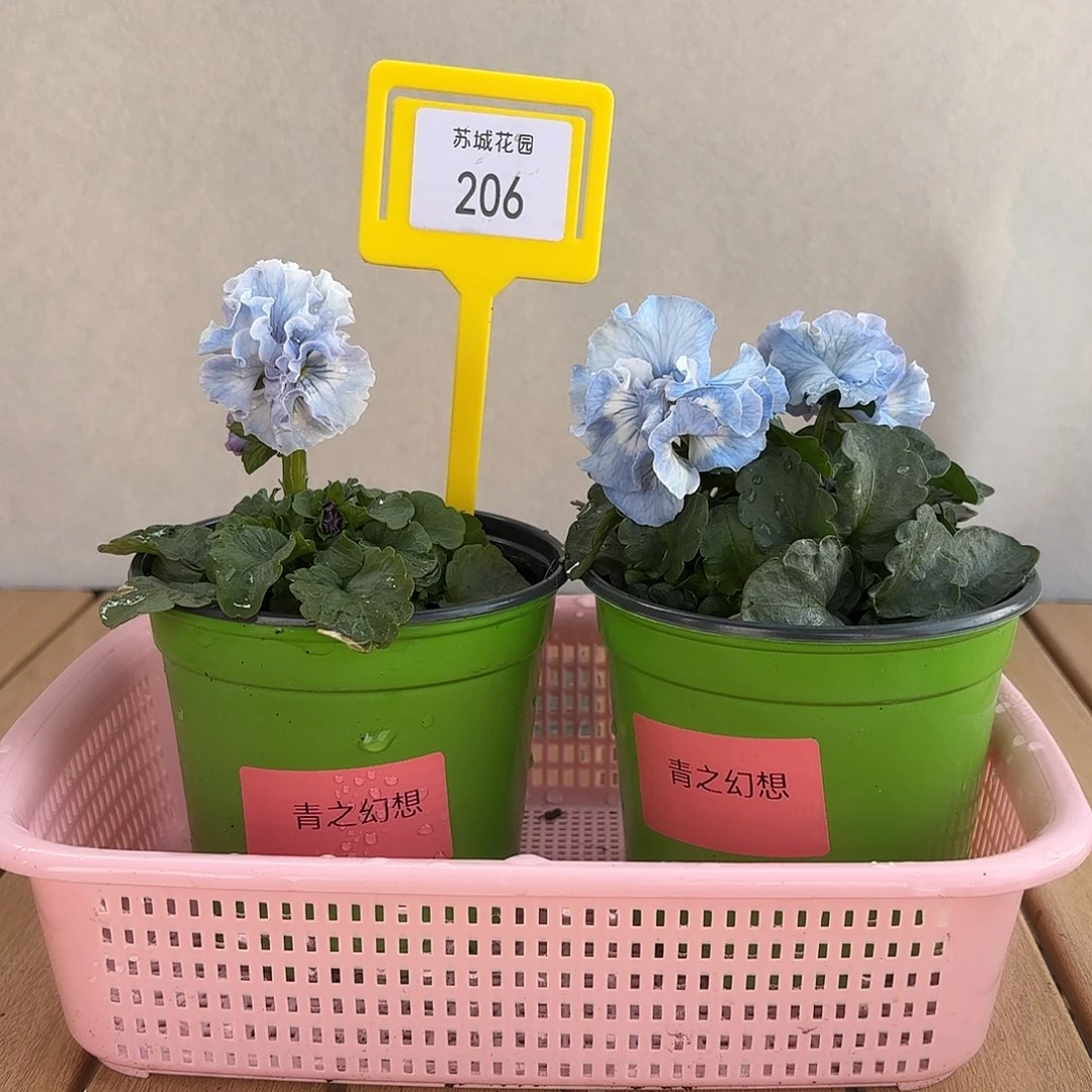 大部分开放少量花苞206