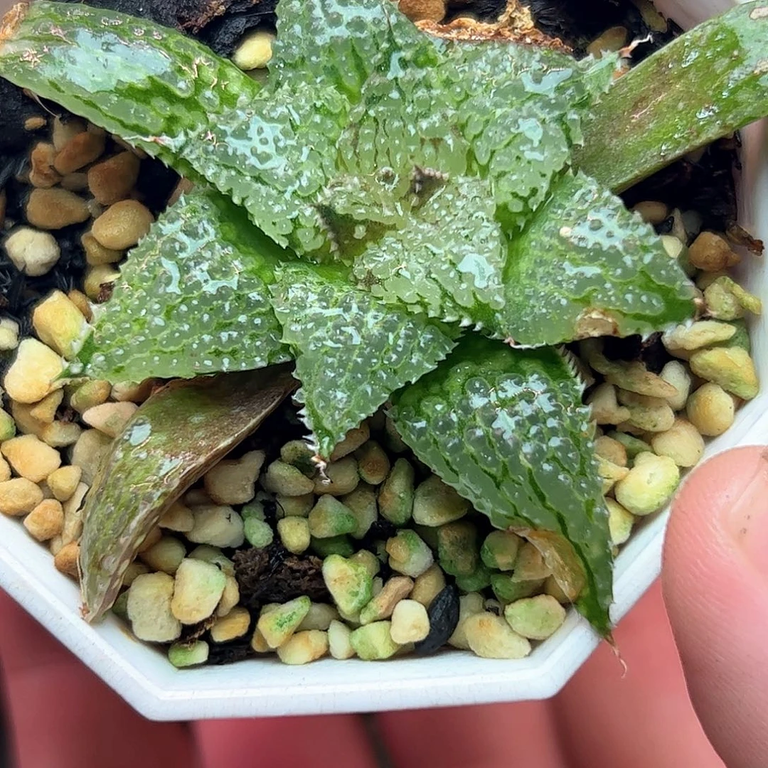 莫瑞莎十二卷多肉植物