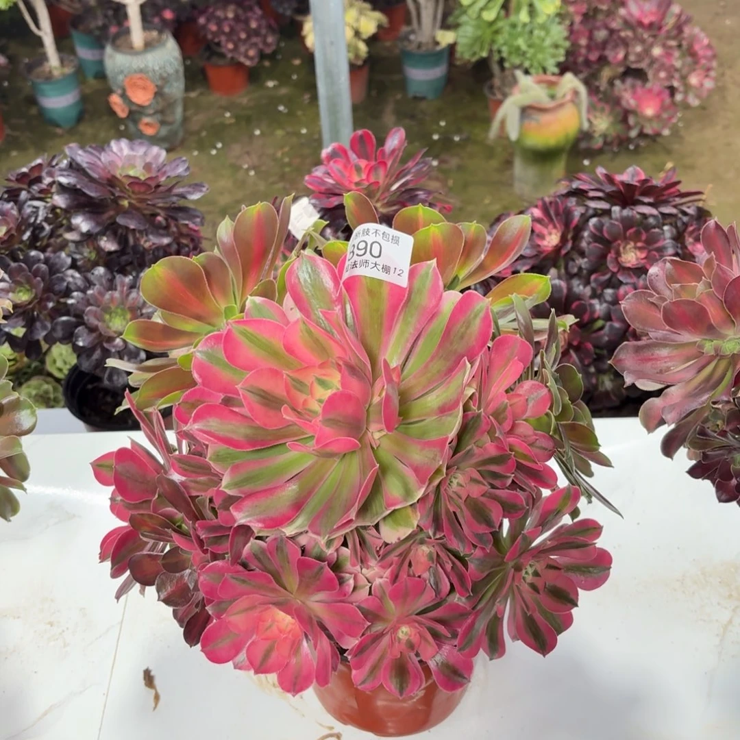 890粉女巫阴阳多肉植物