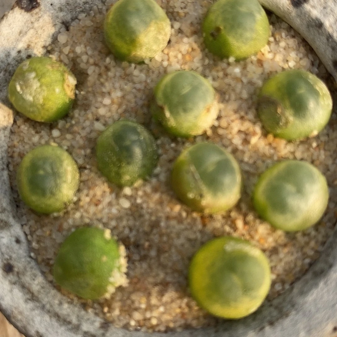 2440紫皮拉登一组。