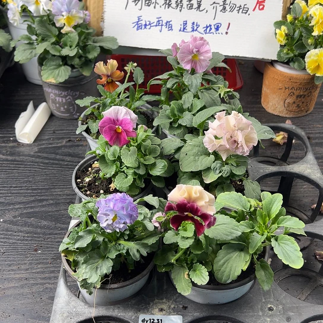 大部分花苞少量开放178号