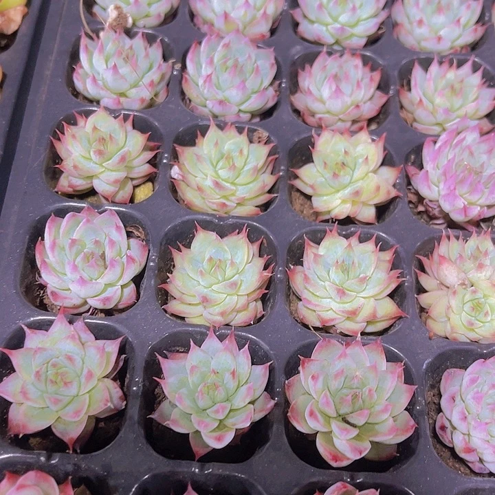 精品梦瑶多肉植物