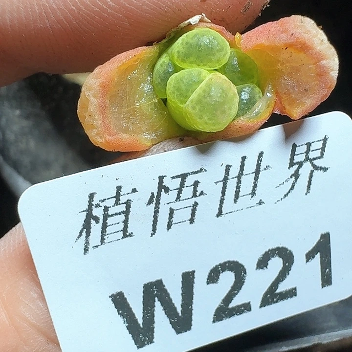 221号多肉植物哇c