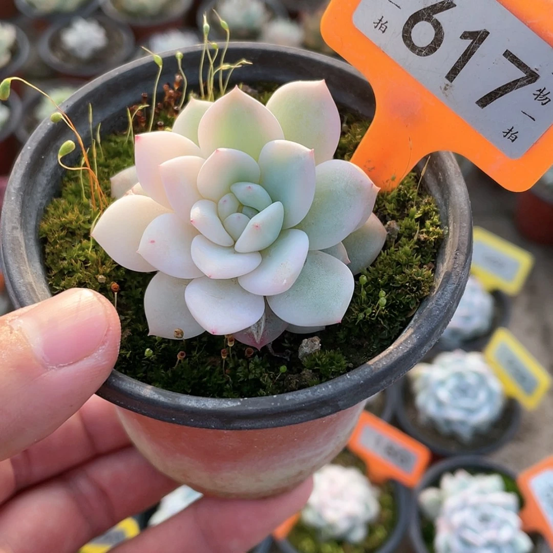 【闪购商品】617微瑕