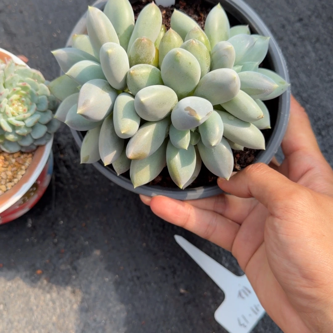 一物一拍超胖体哥特91