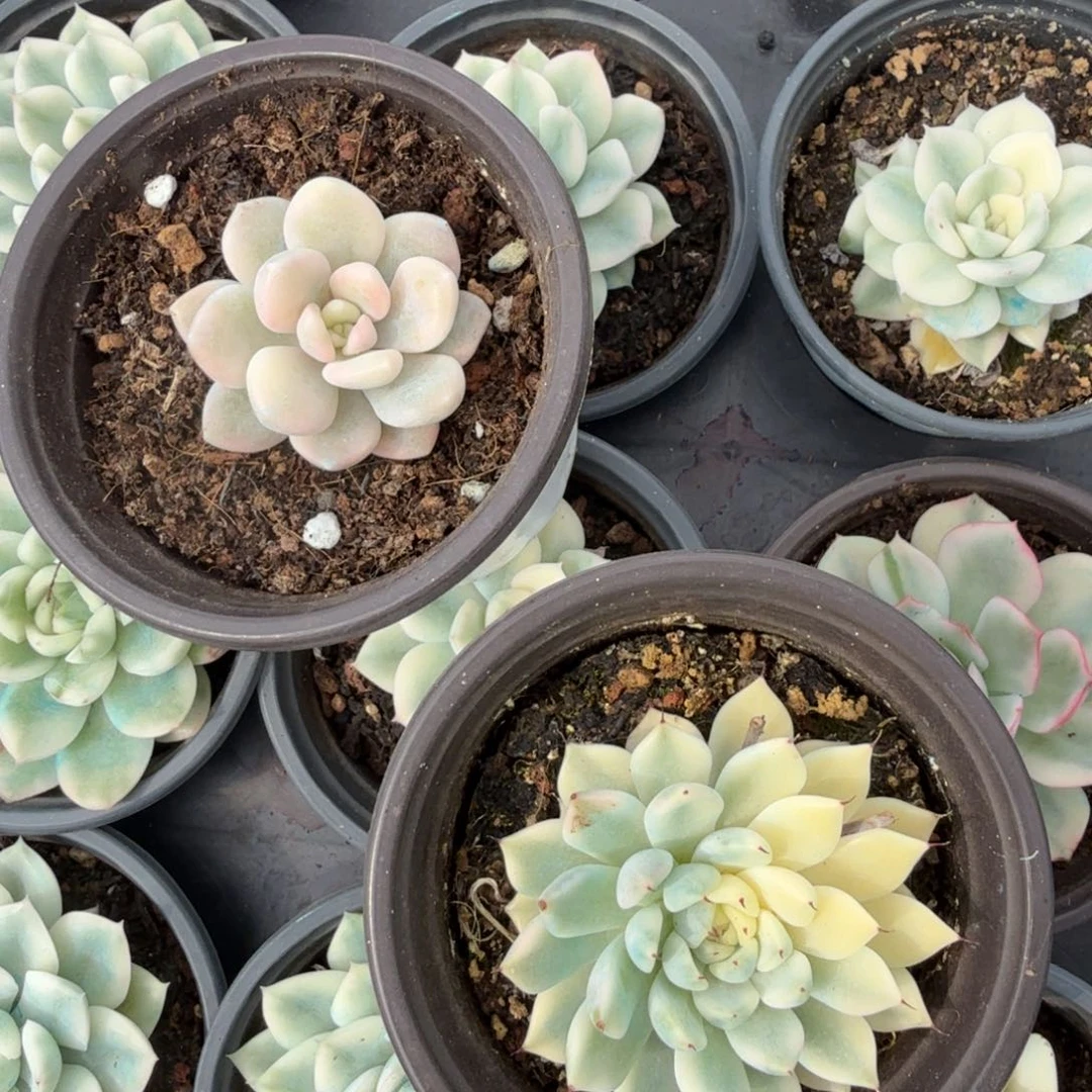 一组动态魂的推进的锦