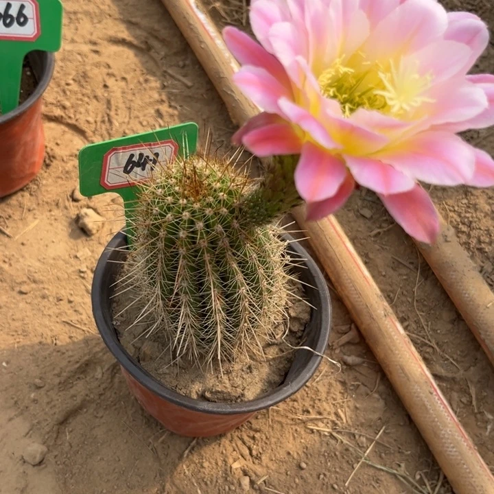 641。毛花柱曙光有干皮