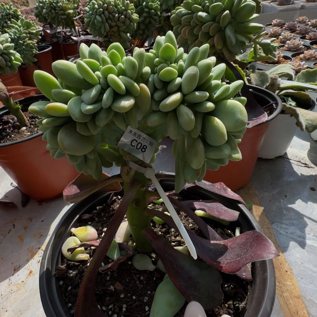 平**生c c c c c c c c 8