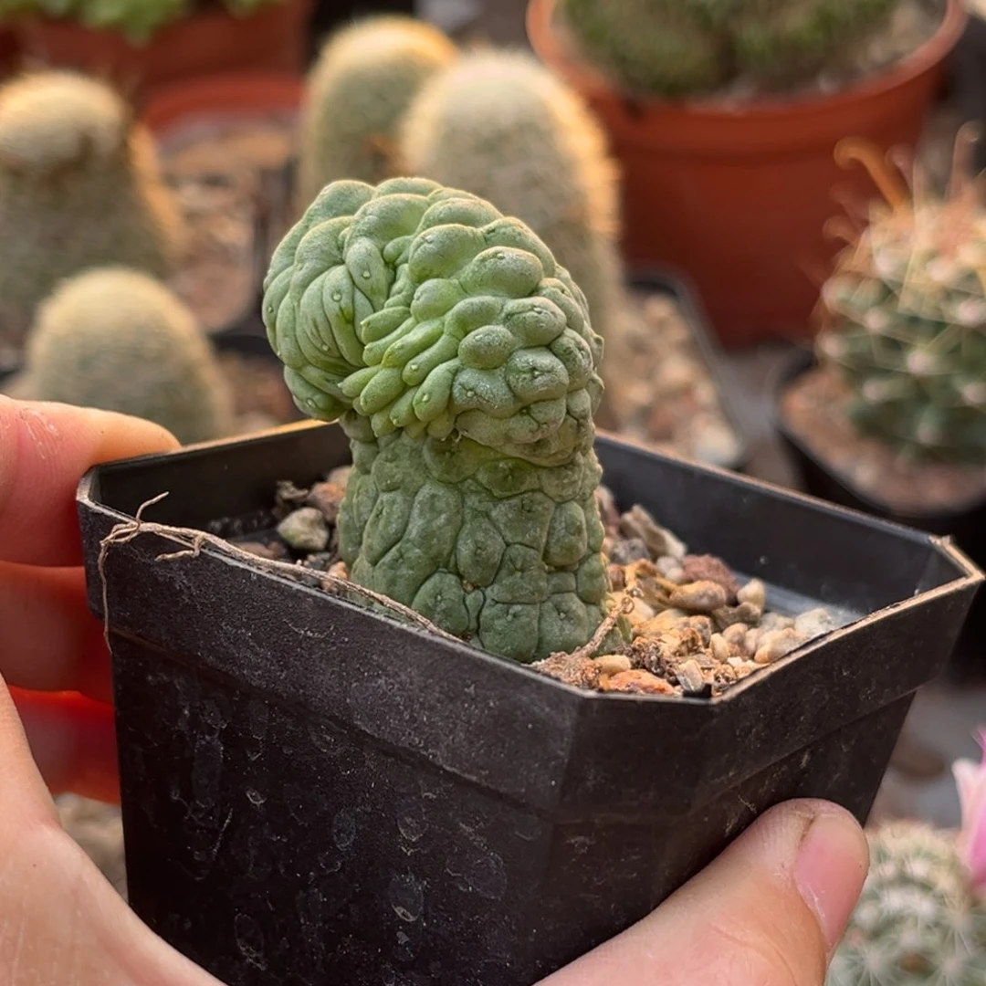 仙人球一物一拍自根12