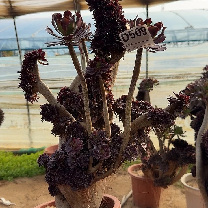 509黑法师朵朵一颗微瑕