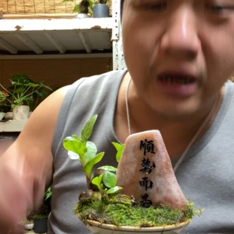 红陶一物一拍所见即所得178