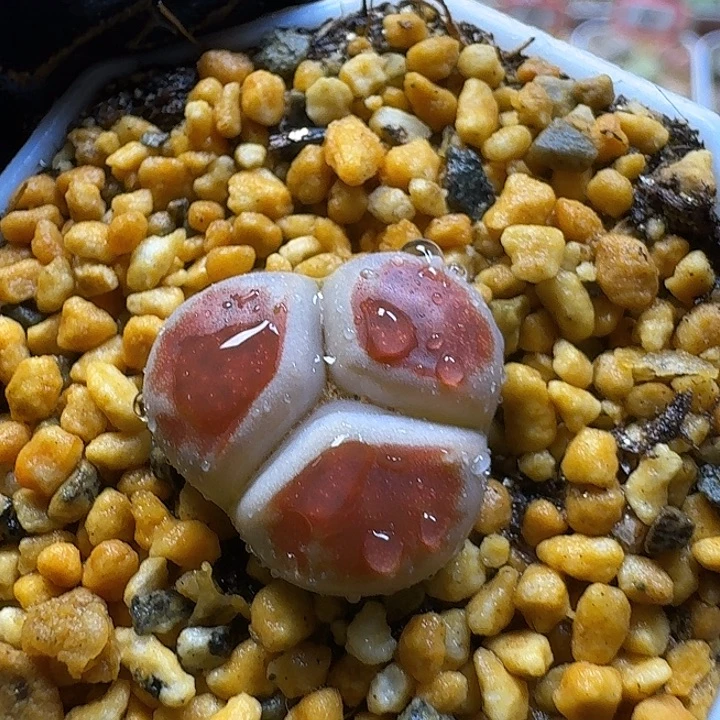 生石花3:：。在。 256号