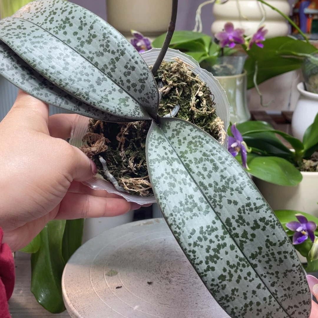 当前无花栽培后可以开花3.5银叶脉纹西分生，抽梗