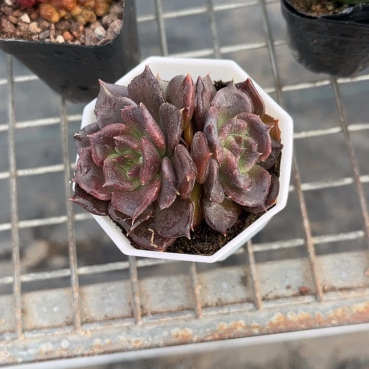 我也不知道我为什么要