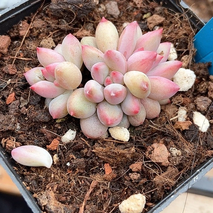 多肉植物虞美人7259