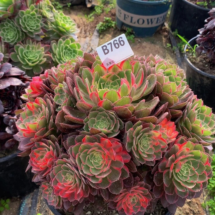 全部花朵小***福766万花筒七彩
