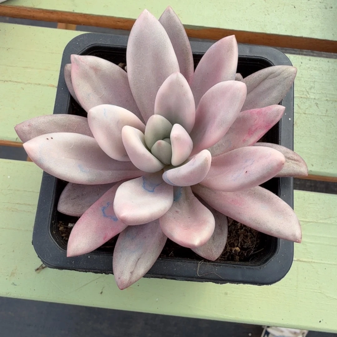 桃花源锦锦上园艺一物一拍