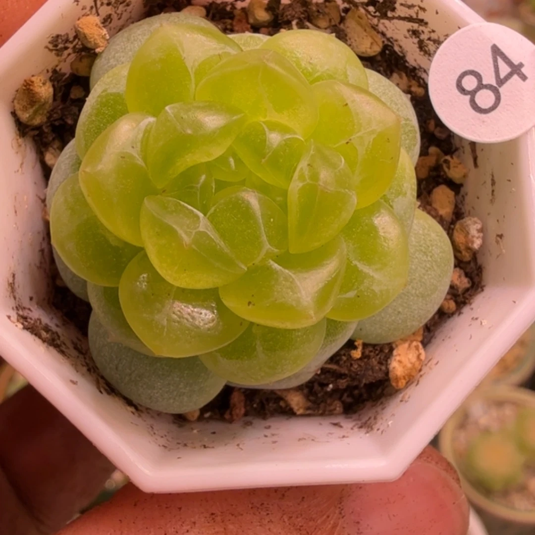 李***了84号青橘一物一拍