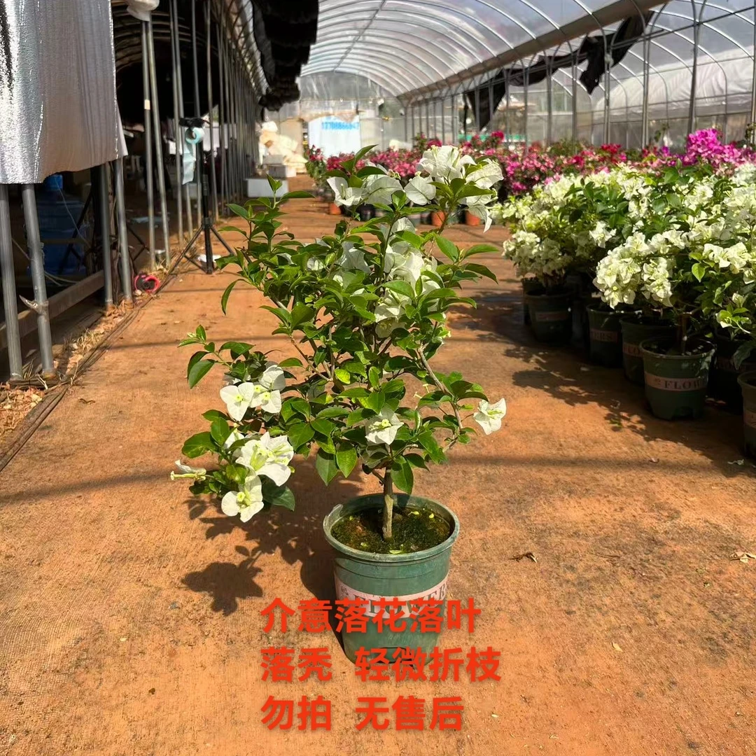 【白雪公主—周】介意落花落叶光杆 嫣 轻微折枝的勿拍 无售后