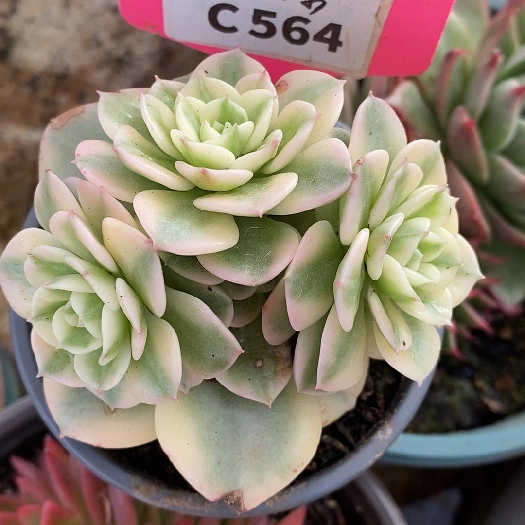 564哈哈哈哈哈哈哈哈哈哈