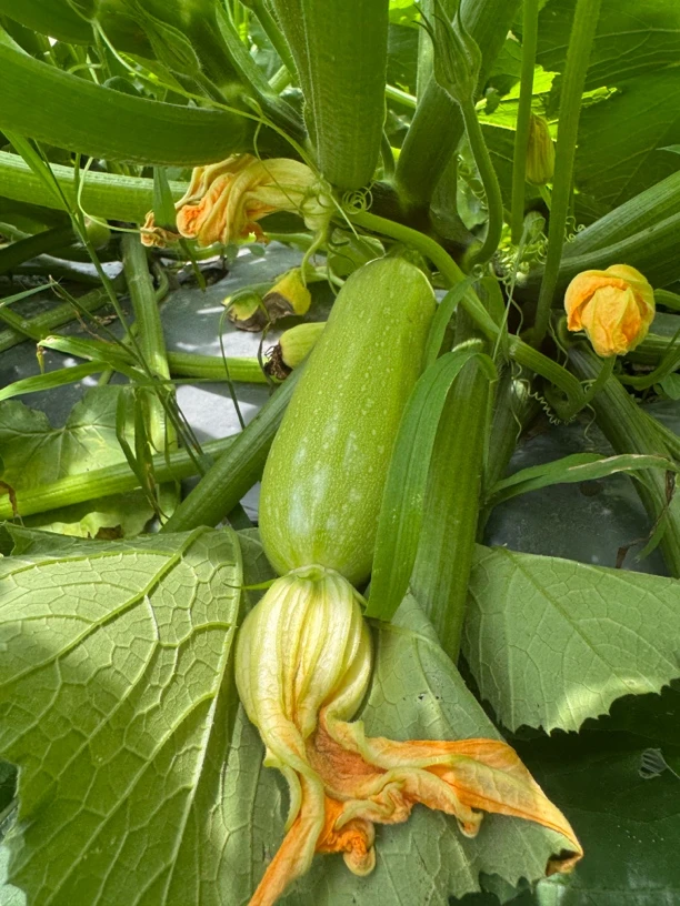 恩施高山农家户外种植西葫芦瓜五斤包邮