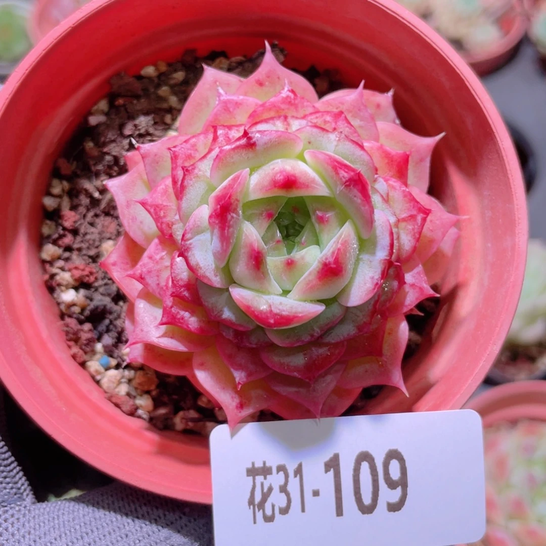 花利美31-109天鹅绒