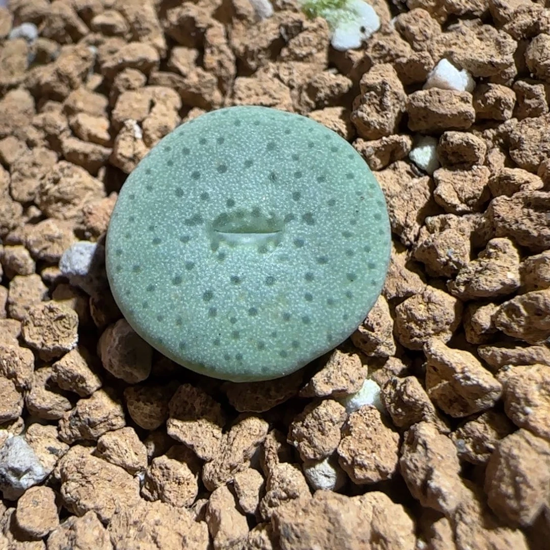 肉锥多肉植物组合-杂交粉大饼849
