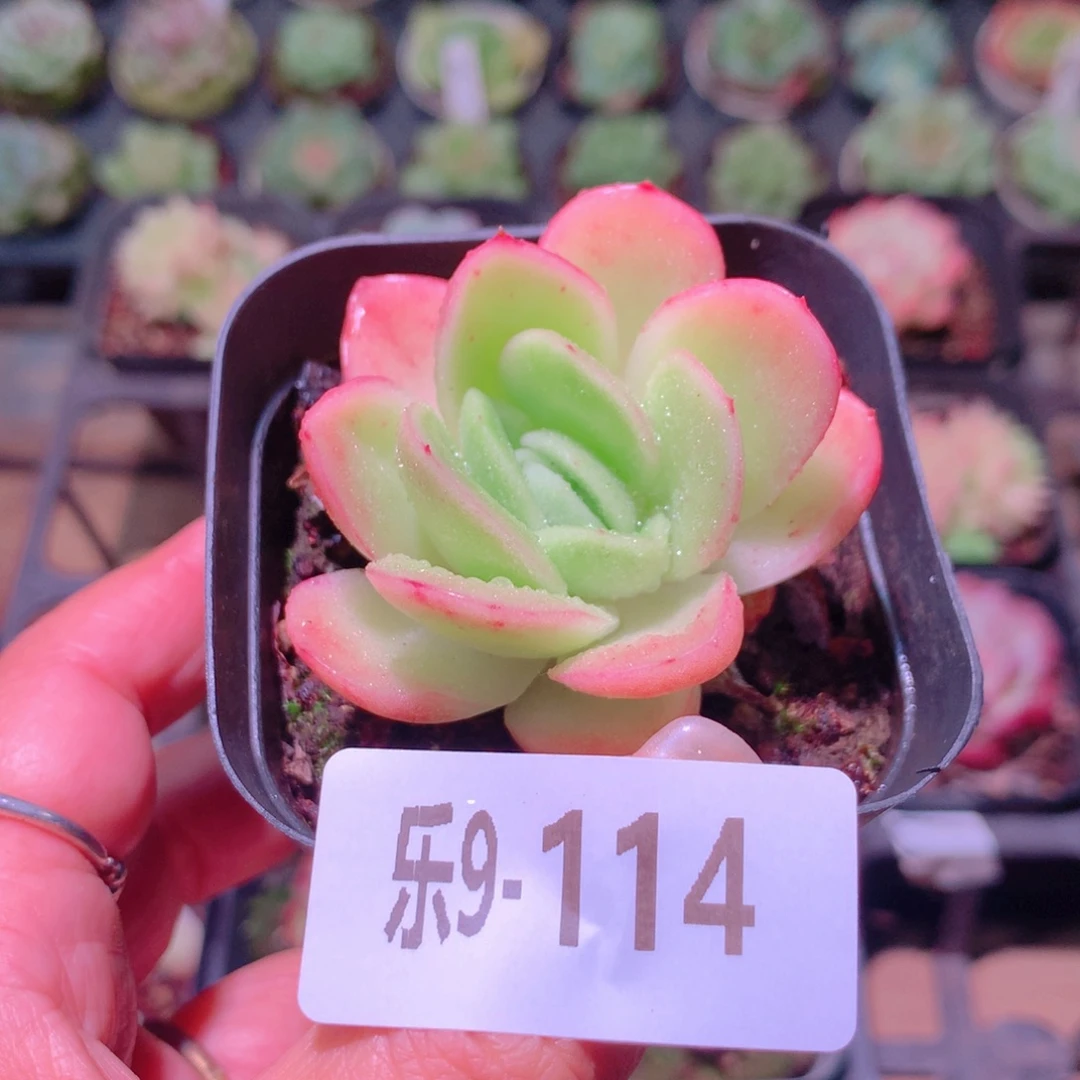 乐然9-114 冰玫瑰