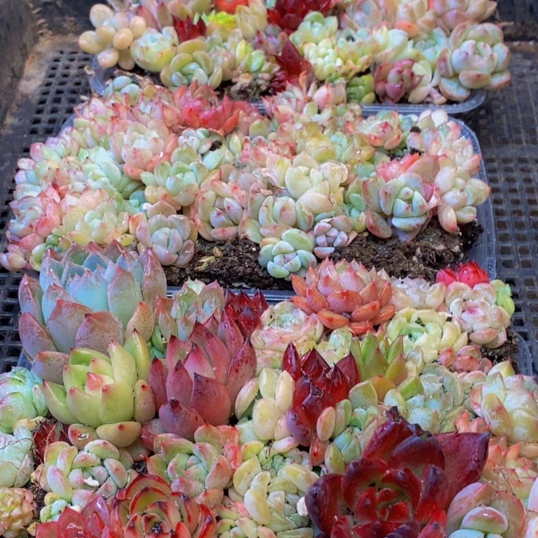 091多肉植物保护研究所所长