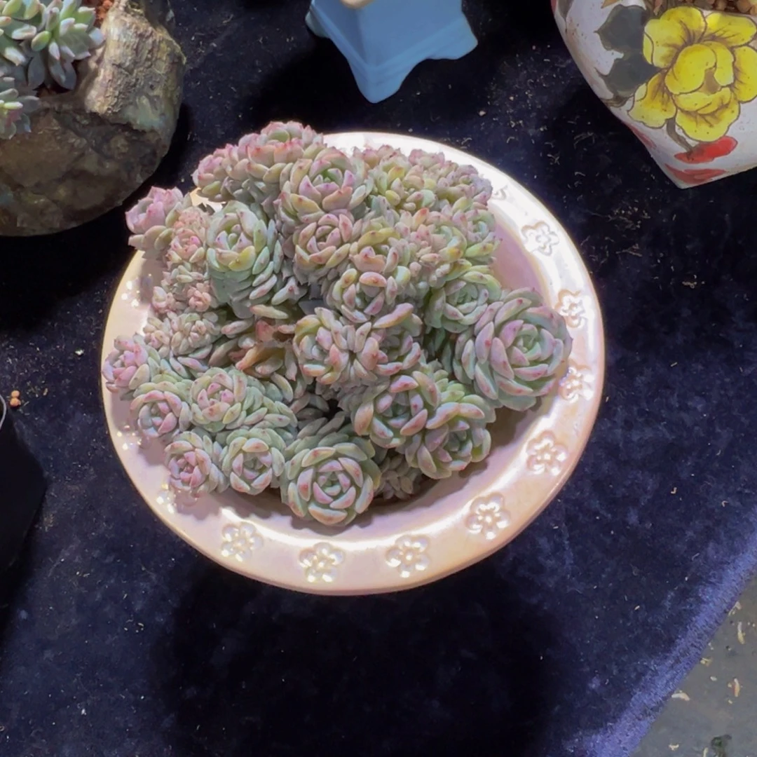 无***头珍妮40朵朵缀天天开心