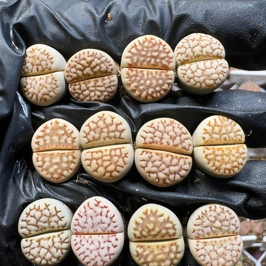 生石花111111。   261