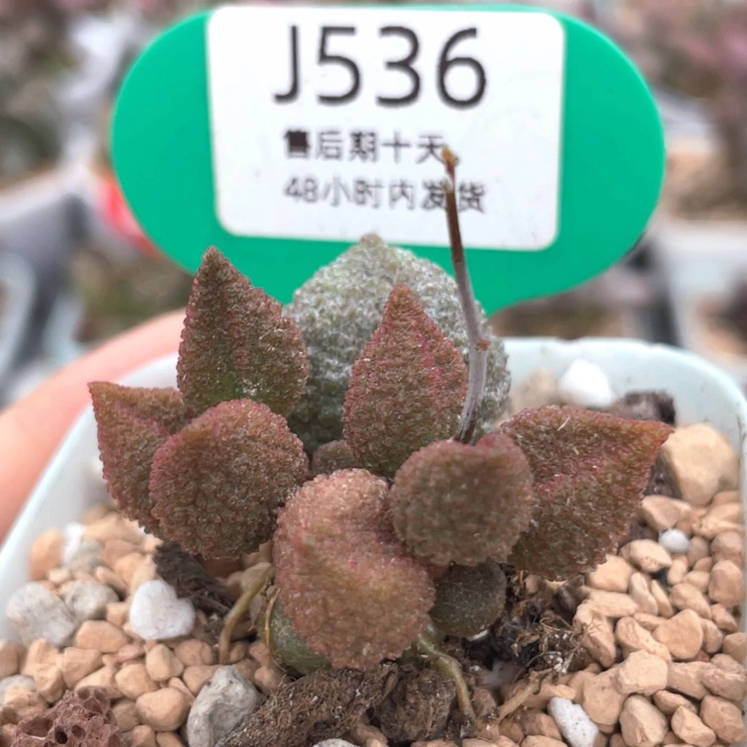 536。    黄金果。