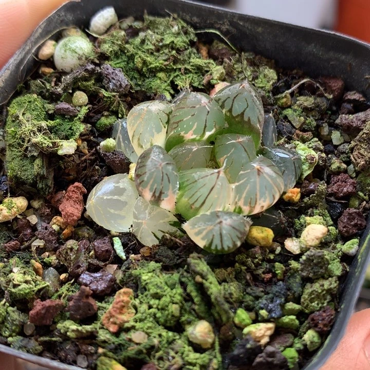 龙爪玉露锦带盆土发货