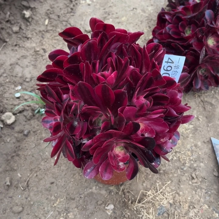 G*490美杜莎绣球西2