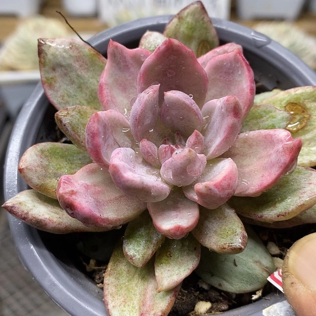 04190 香槟雪花锦