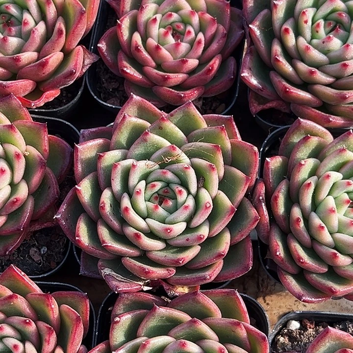 绿茵             福利多多