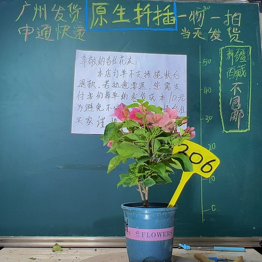 当前无花栽培后可以开花双杆 甜西瓜 306