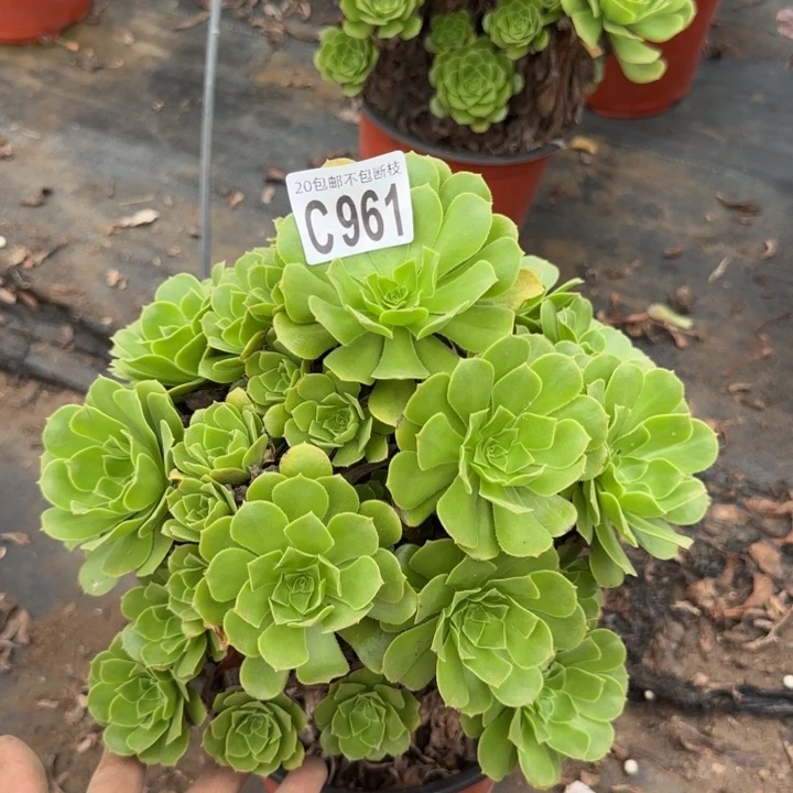 绿羊绒……多肉植物……